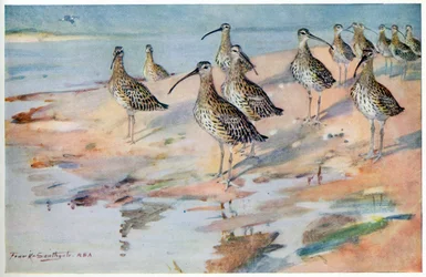 Curlew at Blakeney Point, illustration from 